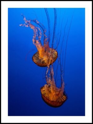 Posteran Plakat Pomarańczowe Meduzy