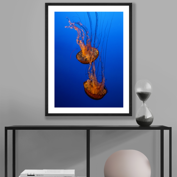 Plakat Pomarańczowe Meduzy Posteran Plakaty Obrazy