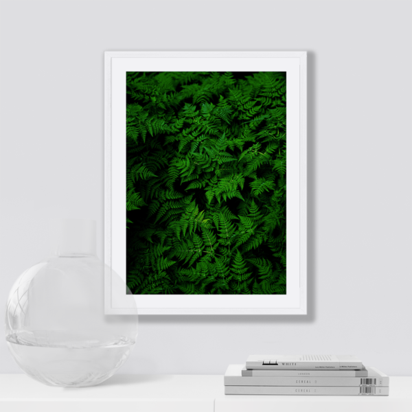 Plakat Zielone Paprocie Posteran Plakaty Obrazy