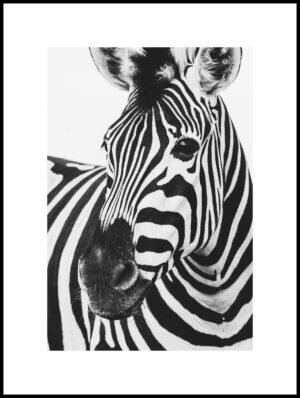 Posteran Plakat Zebra