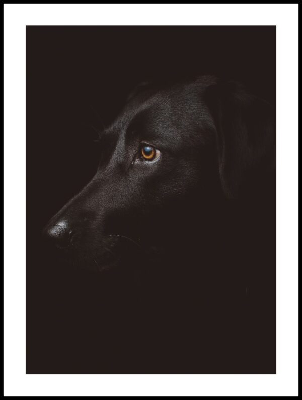 Posteran Plakat Czarny Pies