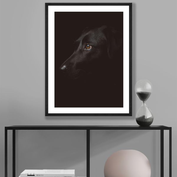 Plakat Czarny Pies Posteran Plakaty Obrazy