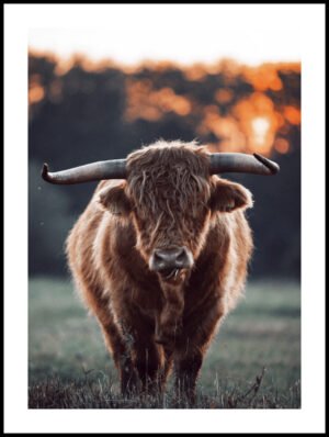 Posteran Plakat Krowa Szkocka