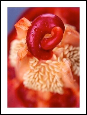 Posteran Plakat Papryka Pestki