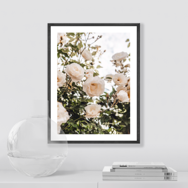 Plakat Kwiaty Róży Posteran Plakaty Obrazy