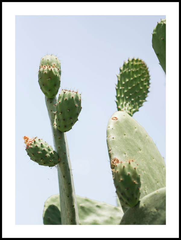 Posteran Plakat Kaktus