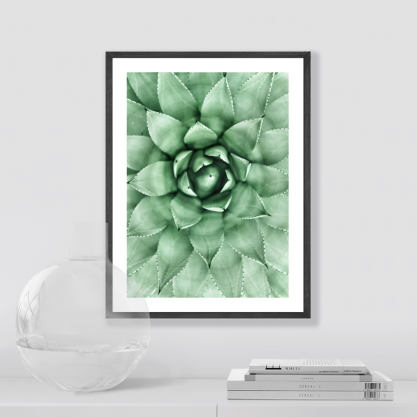 Plakat Sukulent Posteran Plakaty Obrazy