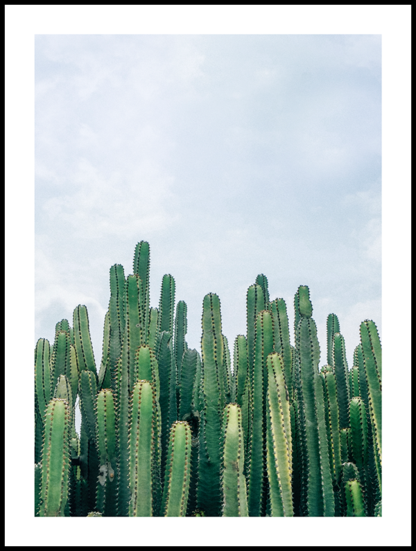 Posteran Plakat Pionowe Kaktusy
