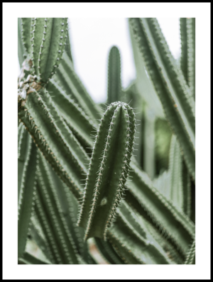 Posteran Plakat Kolce Kaktus