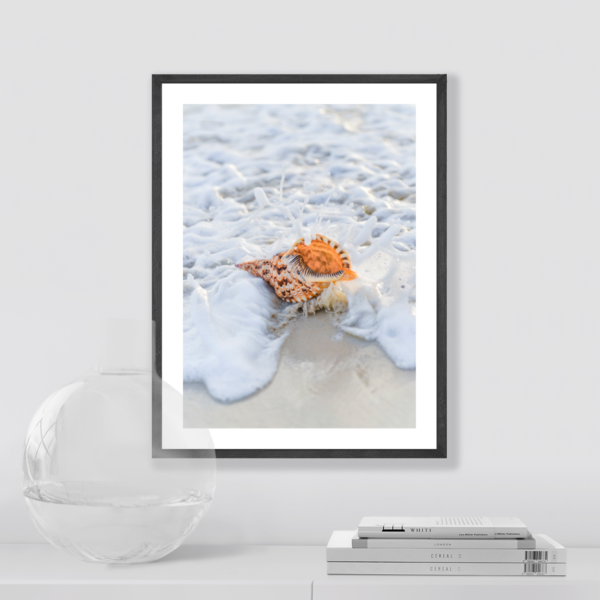 Plakat Muszla w Morzu Posteran Plakaty Obrazy