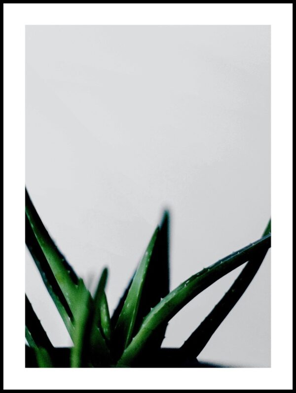 Posteran Plakat Zielony Aloes