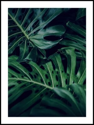 Posteran Plakat Roślina Liście Monstera