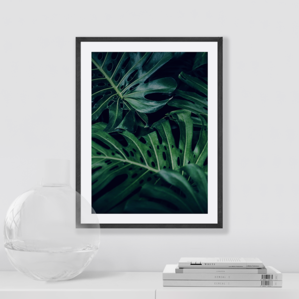 Plakat Roślina Liście Monstera Posteran Plakaty Obrazy
