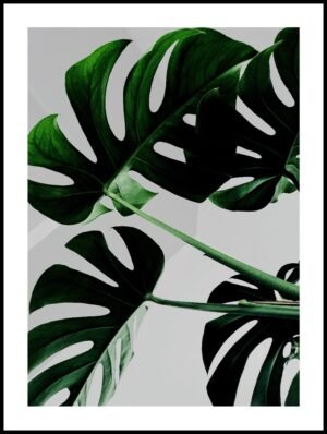 Posteran Plakat Monstera Liście Monstery