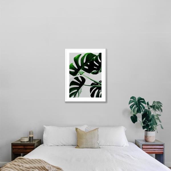 Plakat Liście Monstery Posteran Plakat Monstera Liście Monstery
