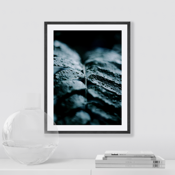 Plakat Ciemne Liście Krople Wody Posteran Plakaty Obrazy