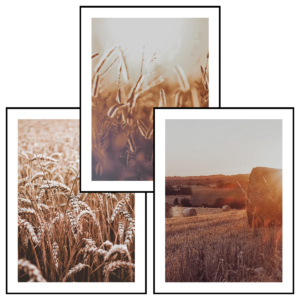 Posteran Plakaty 3 szt. Zboże