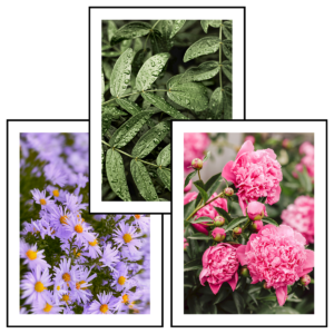 Posteran Plakaty 3 szt. Wiosna w Ogrodzie