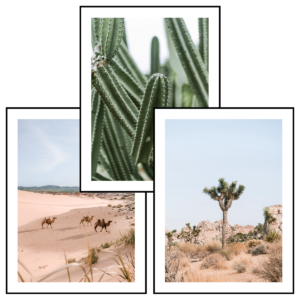 Posteran Plakaty 3 szt. Kaktusy Na Pustyni