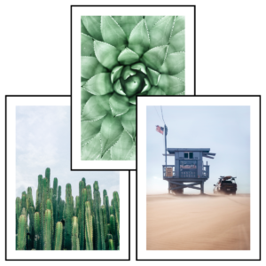 Posteran Plakaty 3 szt. Sukulent Pustynia