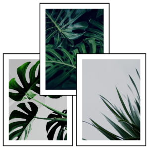 Posteran Plakaty 3 szt. Monstera Liście