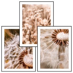 Posteran Plakaty 3 szt. Dmuchawce Boho