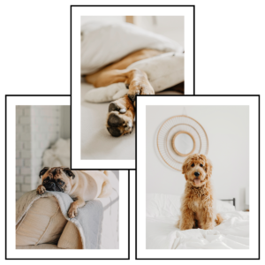 Posteran Plakaty 3 szt. Psy o Poranku