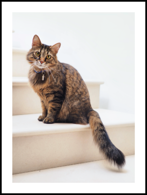 Posteran Plakat Kot na Schodach