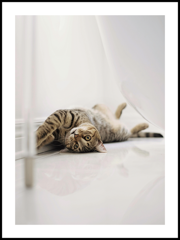Posteran Plakat Kot Leżący na Plecach