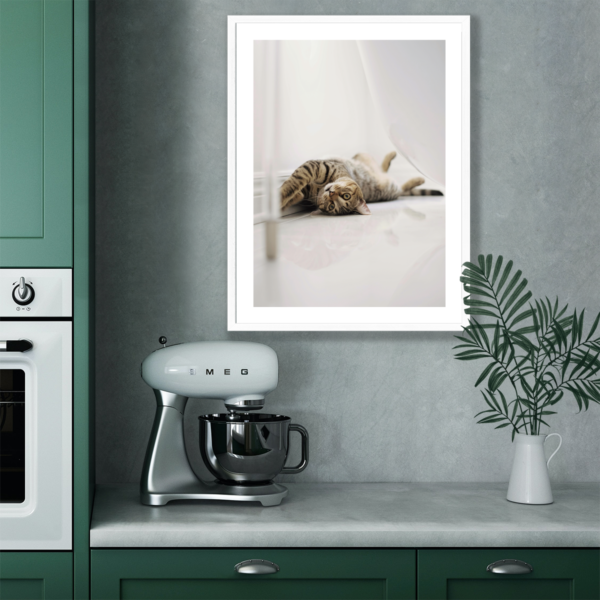 Plakat Kot Leżący na Plecach Posteran Plakaty Obrazy