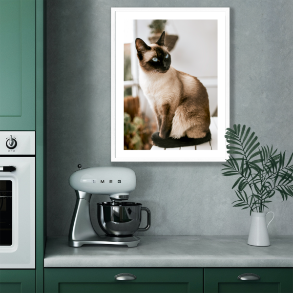 Plakat Kot Syjamski Posteran Plakaty Obrazy