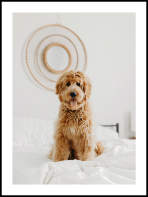 Posteran Plakat Boho Pies