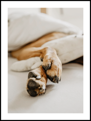 Posteran Plakat Psie Łapy