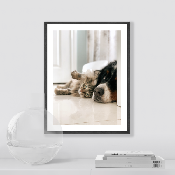 Plakat Pies i Kot Posteran Plakaty Obrazy