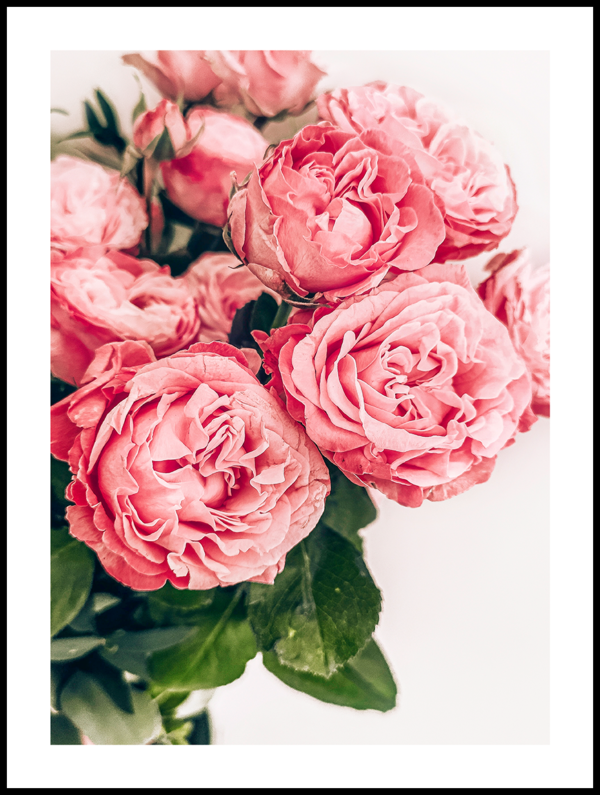 Posteran Plakat Piękne Róże